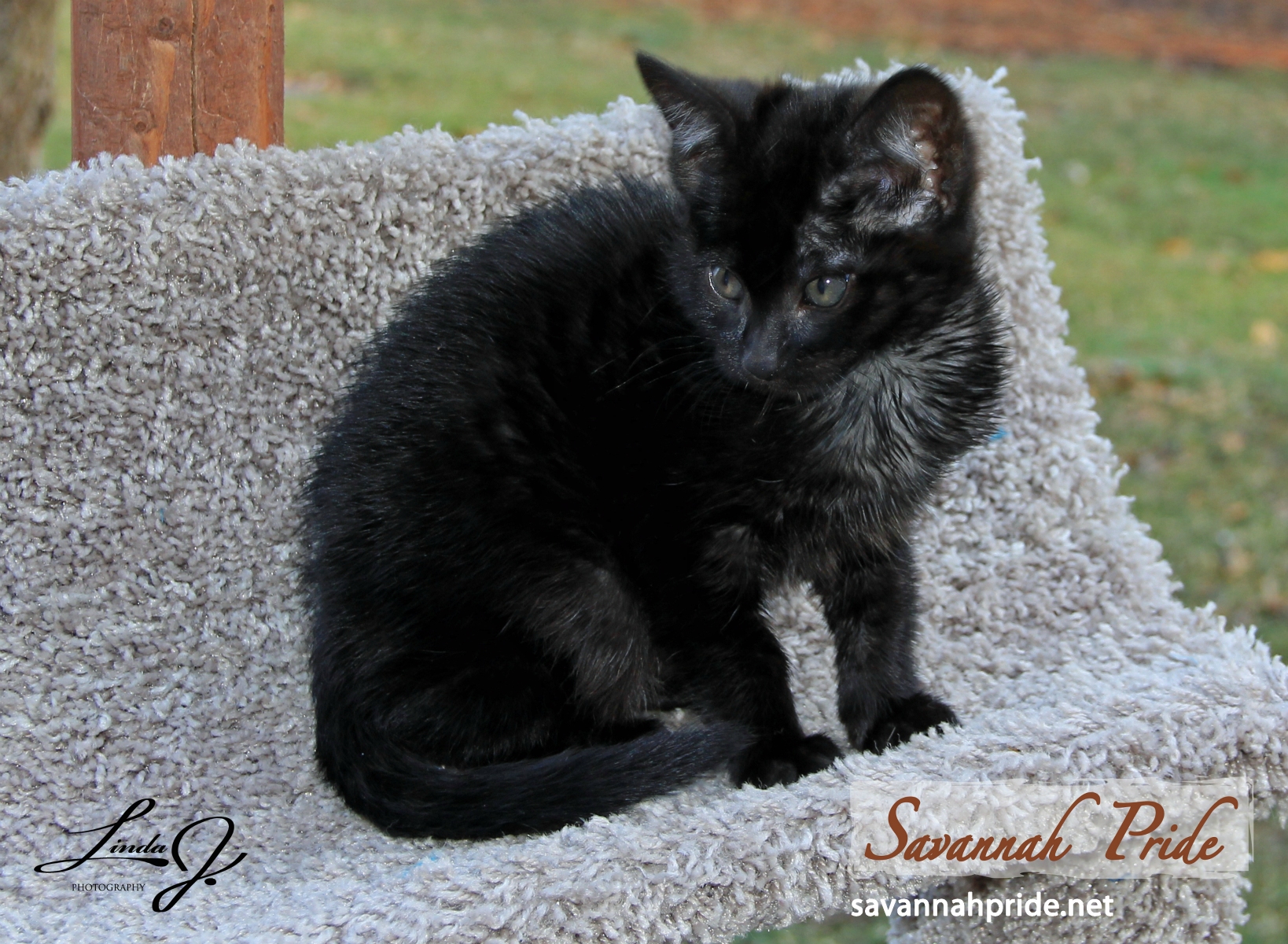 Melanistic savannah kittens for sale top
