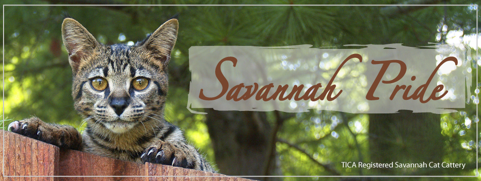 Savannah Pride Cat Kittens For Sale Serval