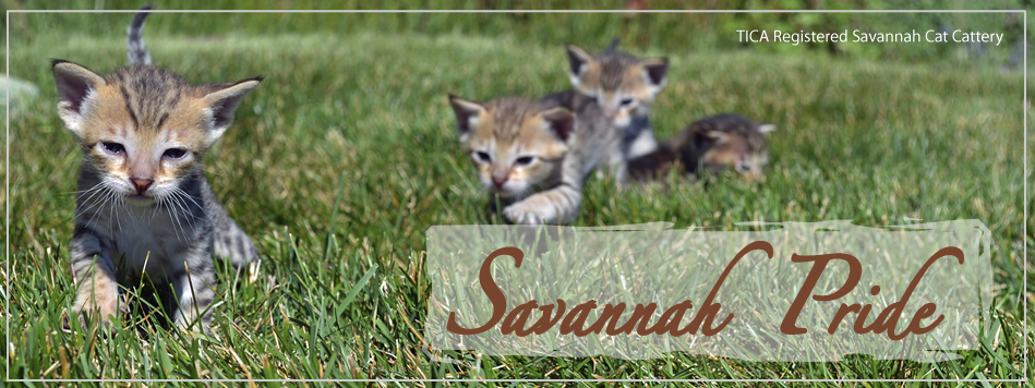 Savannah Pride Cat Kittens For Sale Serval